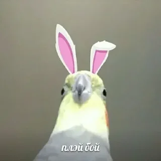 🐰