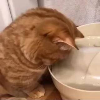 🐾