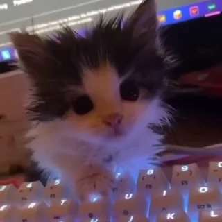 🐾