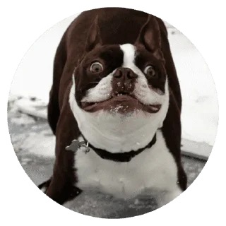 🐶