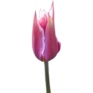 🌷