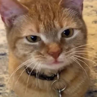 🤩