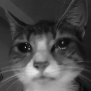 🐈‍⬛️