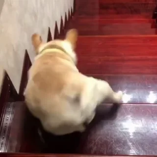 🐩