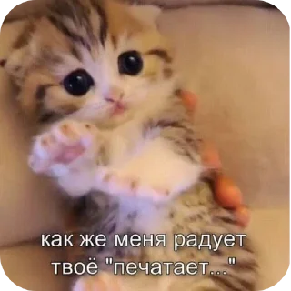 🐱