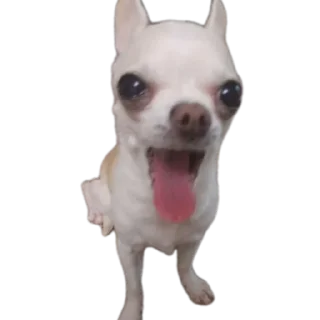 🐶
