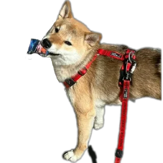 🐶