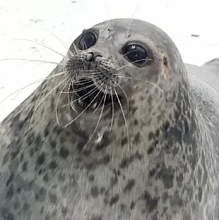 😲