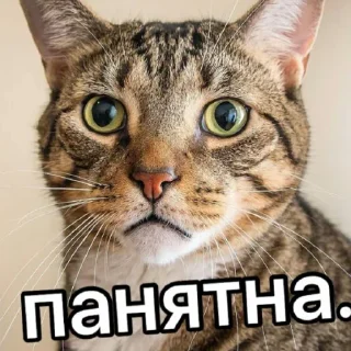 🐈