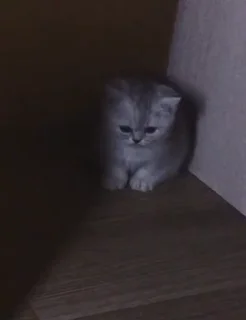 😻