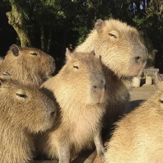 😴