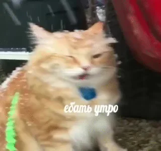 🐈