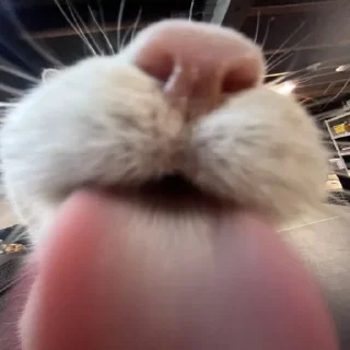 👅
