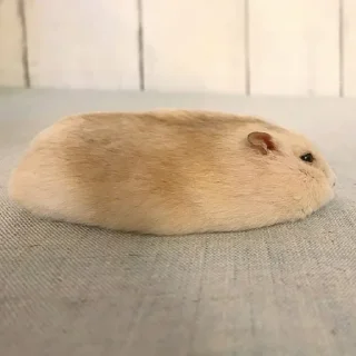 🥖