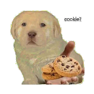🍪