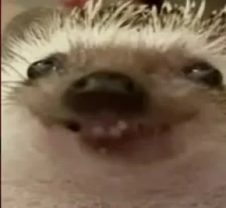 🤭
