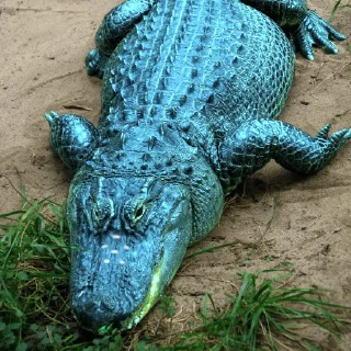 🐊