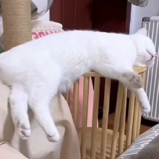 🐈