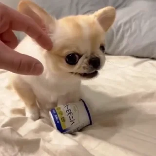 🤩