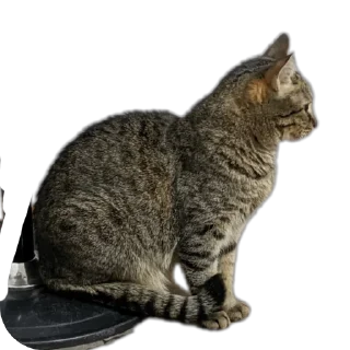 🐱