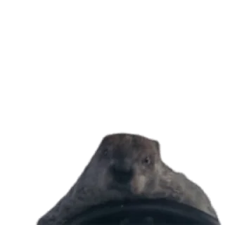 🦫