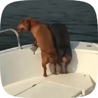 🐶