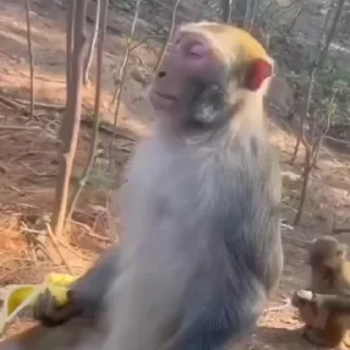 🦍