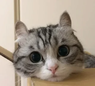 🤪