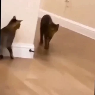 🐈