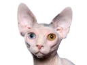 Сфинкс