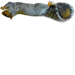 🐿️