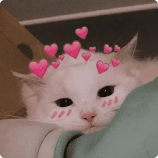 😻