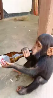 🍺