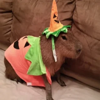 🎃