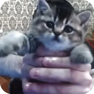 🐱
