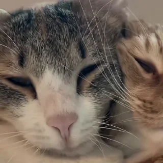 🐈‍⬛️
