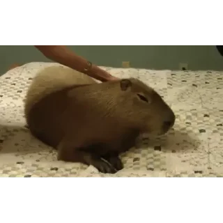 😏