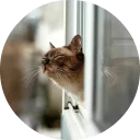 🐱