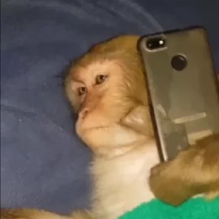 🫡