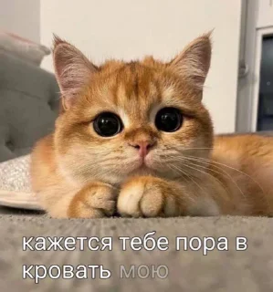 🛌