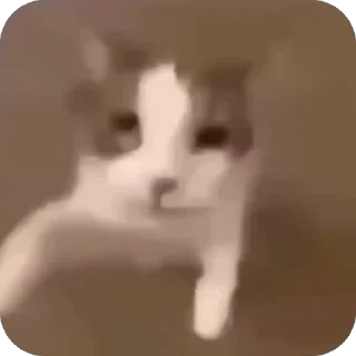 🤩