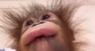 🐵