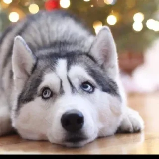 🌟
