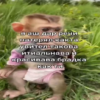 🐵