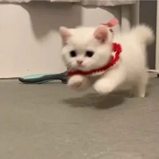 🐈