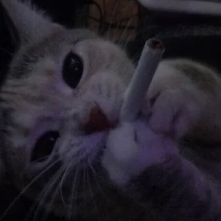 💗