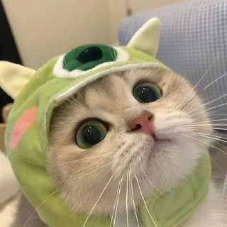 🐈
