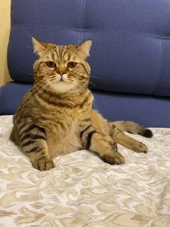 🌟
