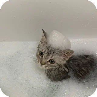 🐱