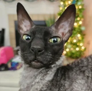 🦇